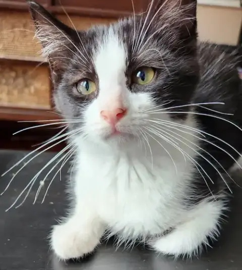 Oreo