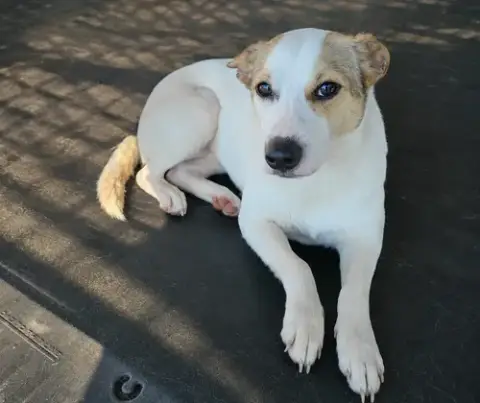 Mintosh Shiba *Local*