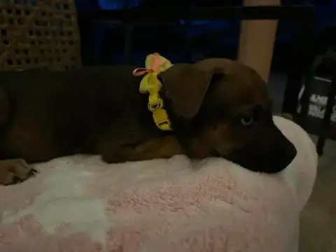 Pepper photo 3