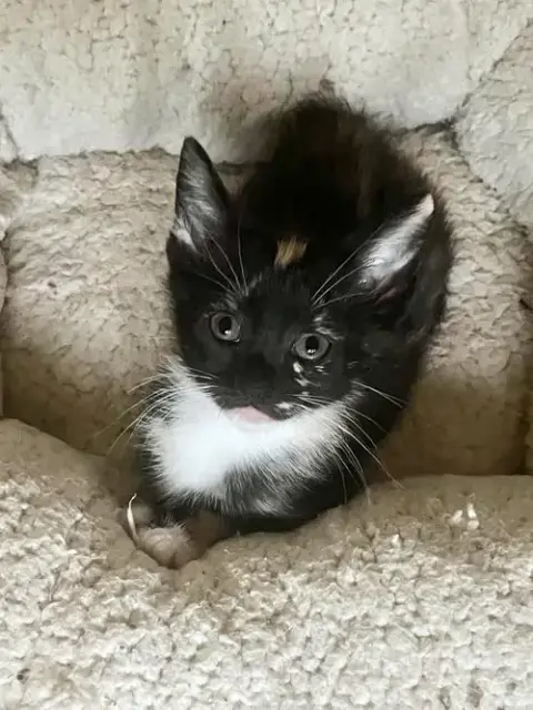 Meowta