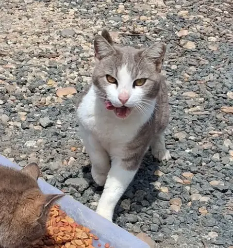 Barn Home Cats