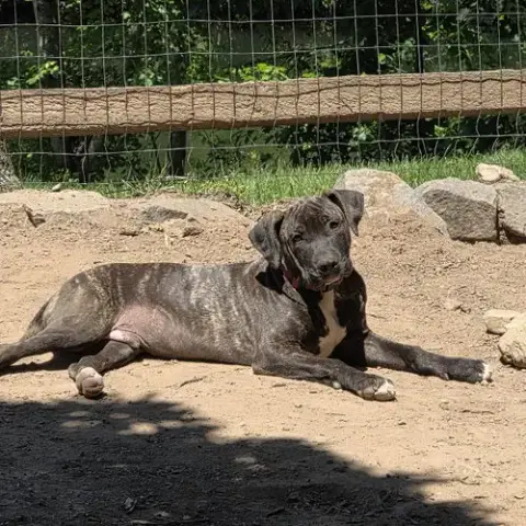 Sbg Peter