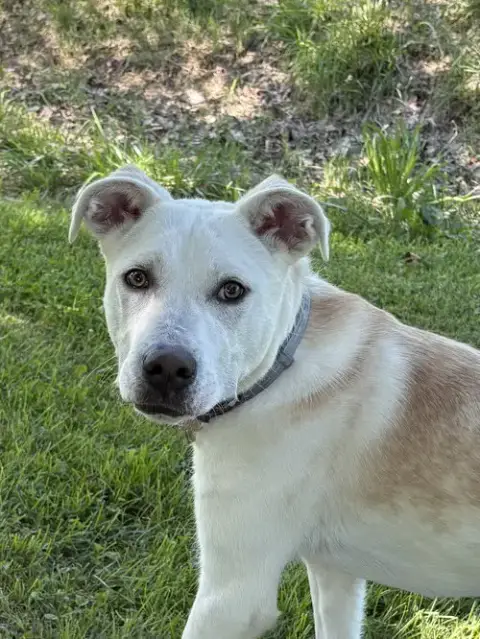 Puppy Delilah photo 2