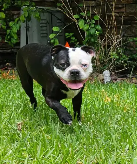 Gaston
