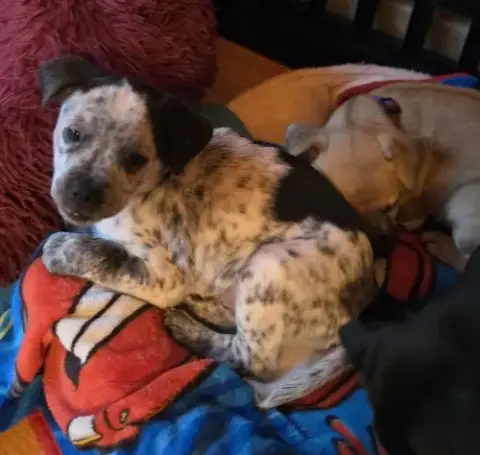 Peanuts Pups photo 3