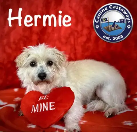 Hermie photo 2