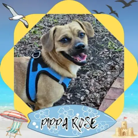 Pippa Rose