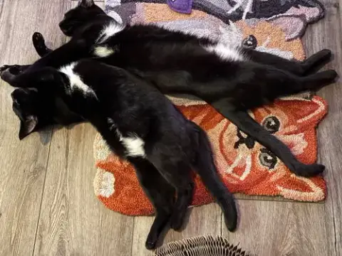 Mercy & Roxy photo 4