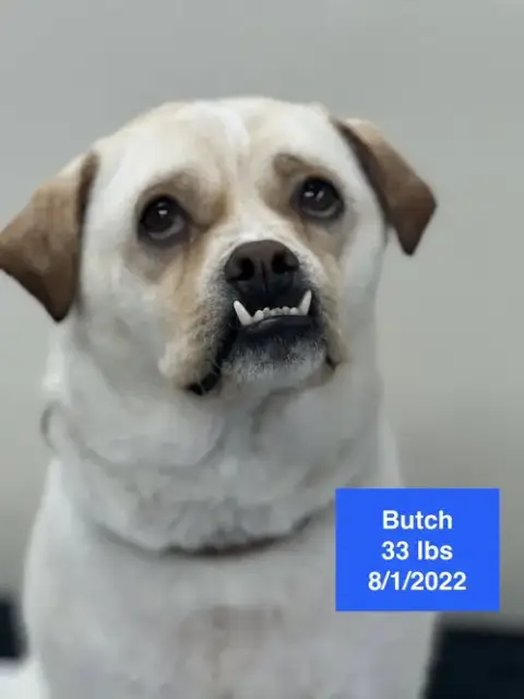Butch 2026 photo 2
