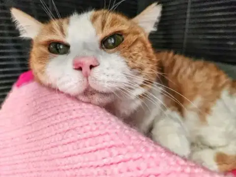 Marshmallow
