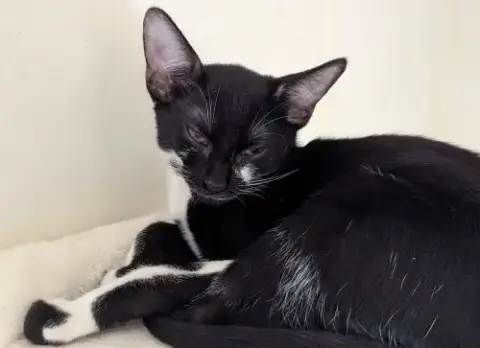 Marzipan