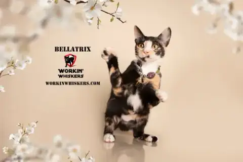 Bellatrix photo 4