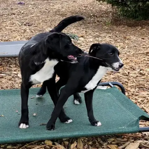 Lab Puppies photo 2
