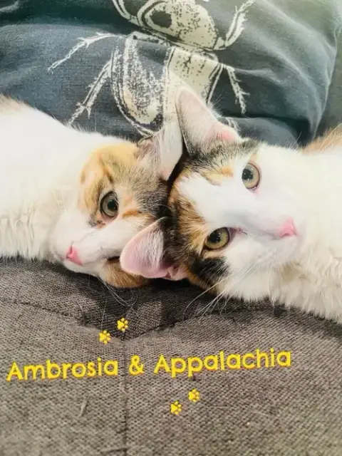 Ambrosía photo 2