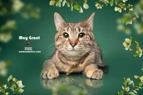 May Grant