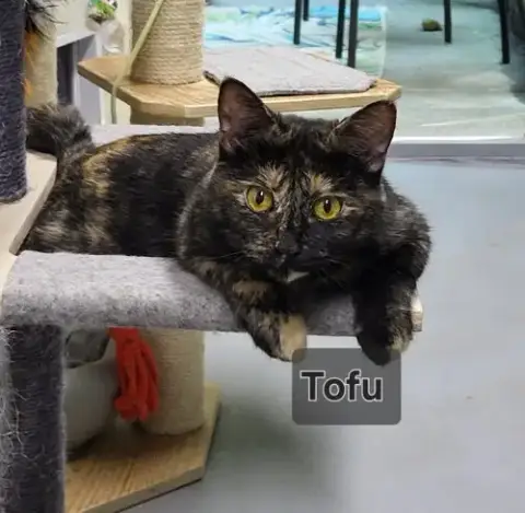 Tofu photo 4