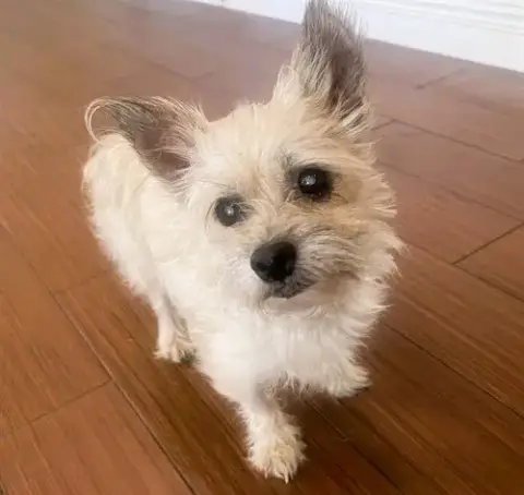Stray Not Available