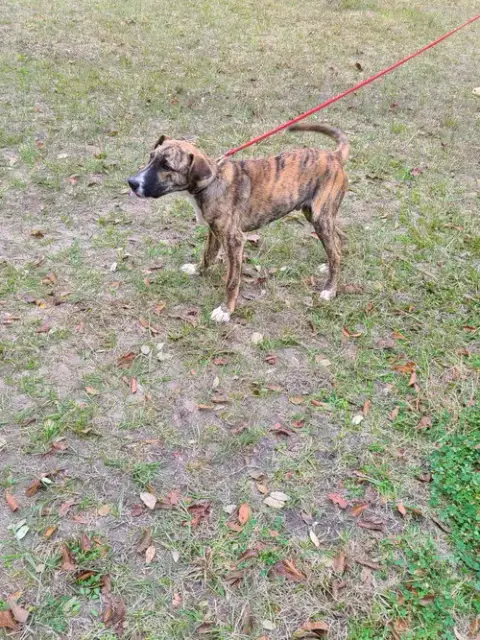 Nigel photo 2