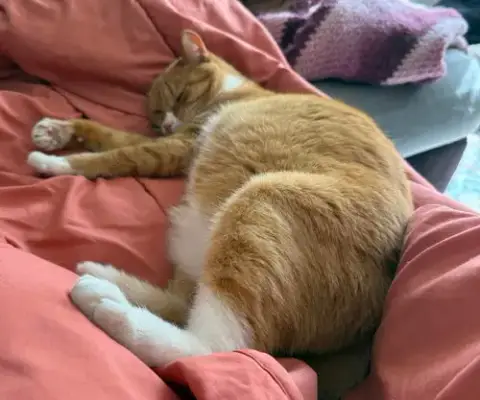 Marmalade