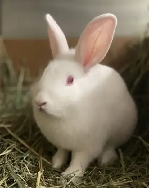 Peaches