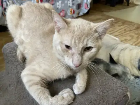Fluffy photo 2