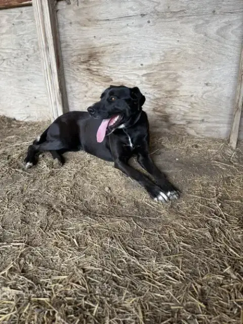 Ronnie photo 4