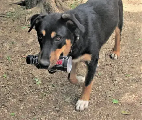 Scout photo 2