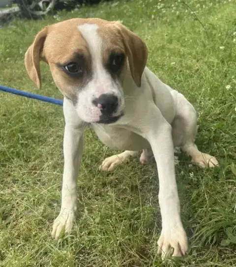 260560  Pooch