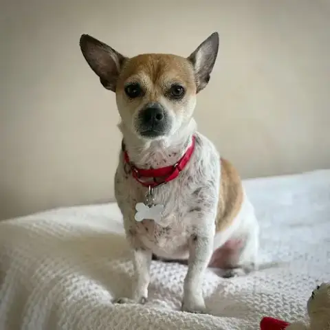 Simba photo 3