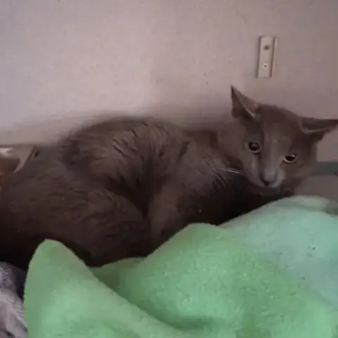 Blurry Flurry