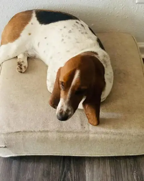 Hazel Basset photo 2