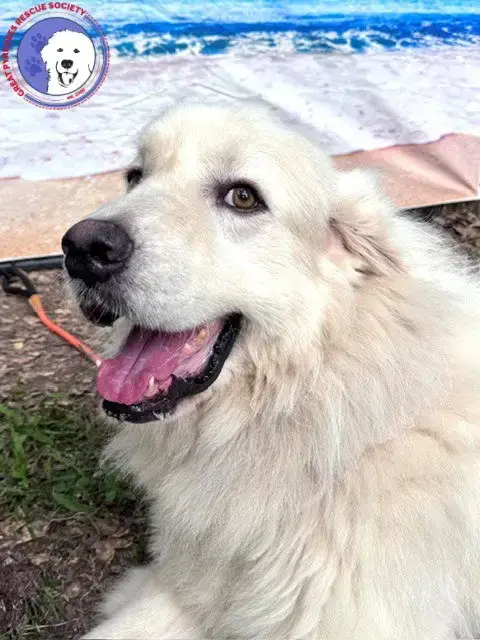 Nash