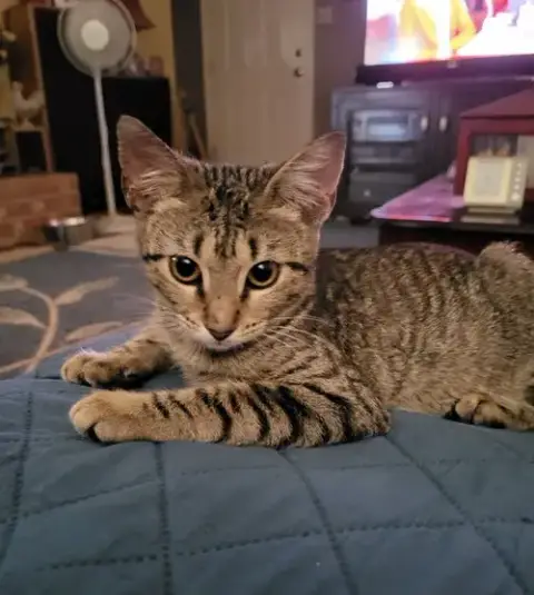 Camo