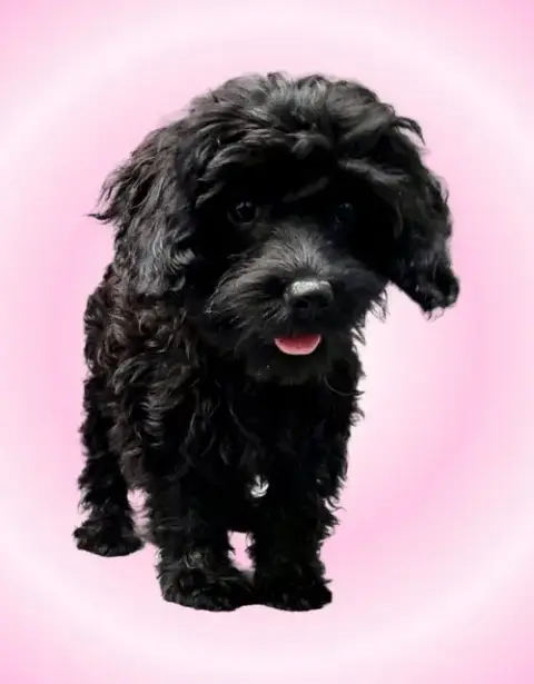 Harriet photo 4