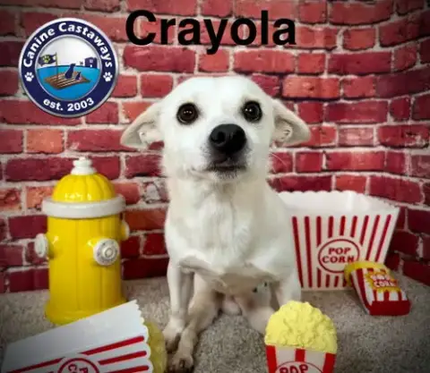 Crayola photo 4