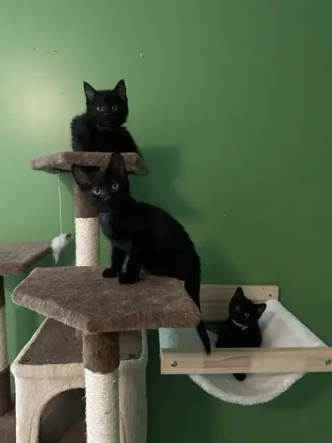 Melody Cats photo 4