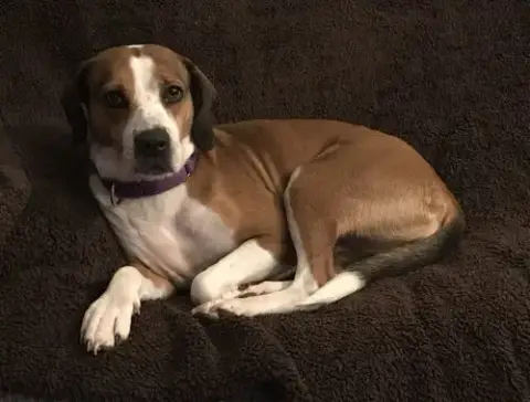 Mya