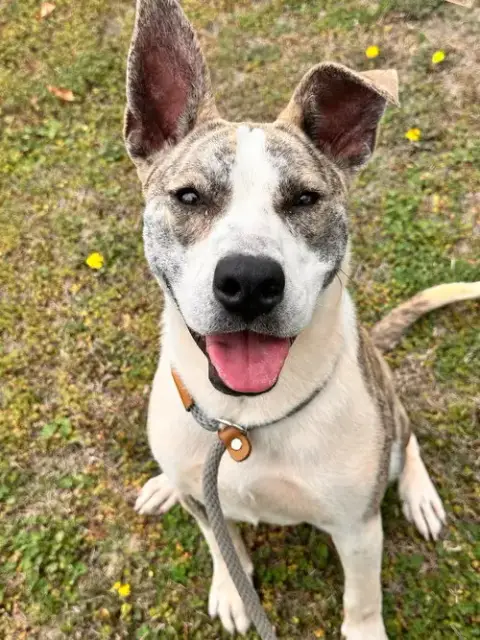 Delilah