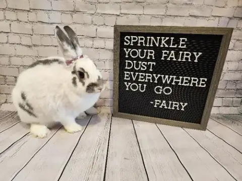 Fairy photo 3