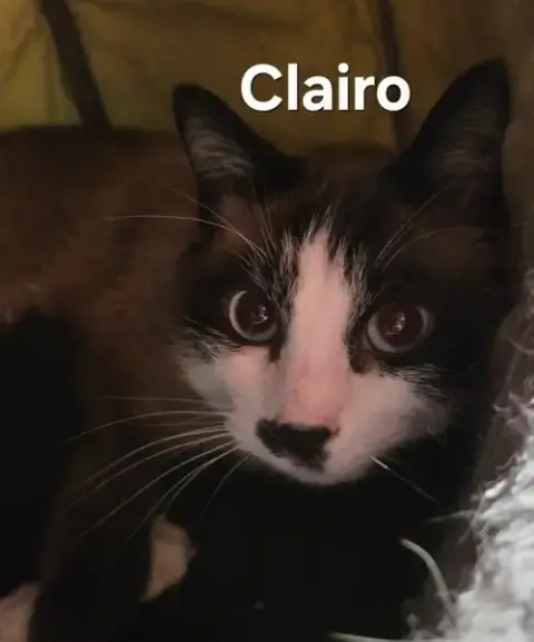 Clairo photo 2