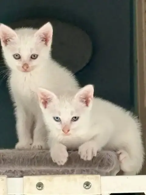 Cats/Kittens-Altamonte Springs Location photo 2
