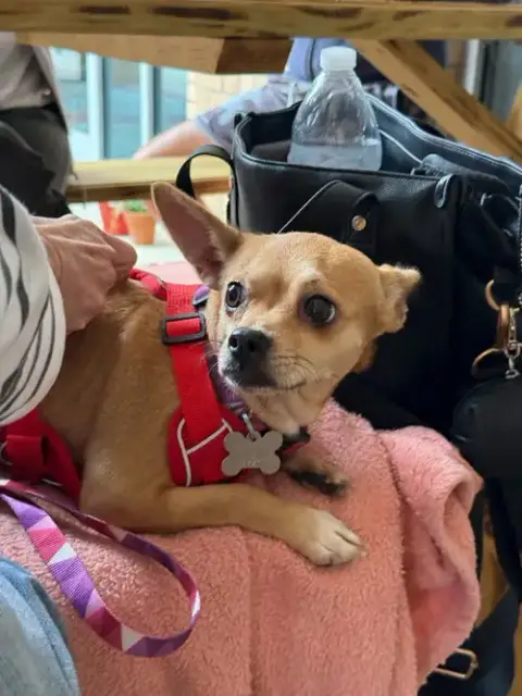 Chiquita photo 3
