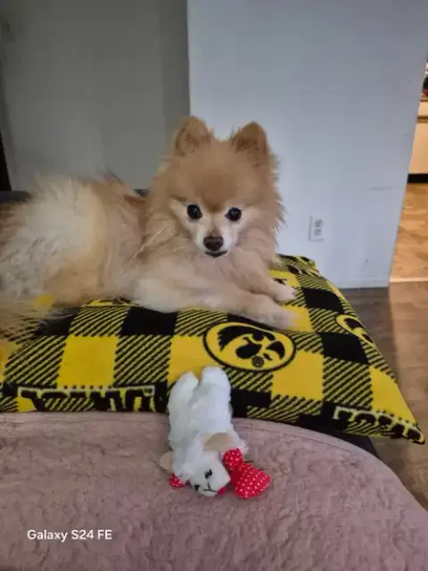 Pickles