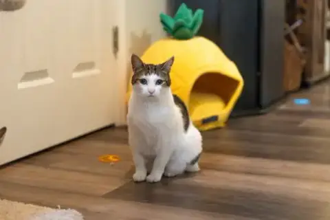 Mittens photo 2