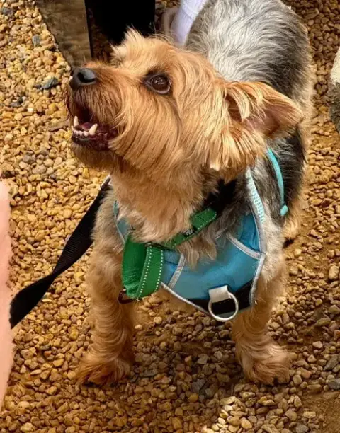 Sam * Adopt Or Foster*
