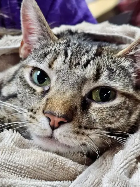 Cat photo 3