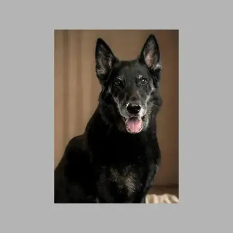 Rocco photo 3