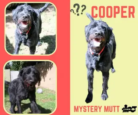 Cooper
