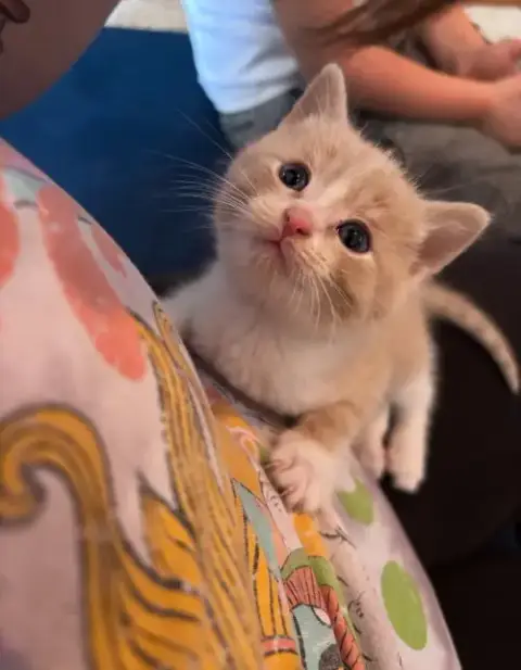 Lil
