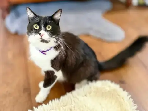 Vito